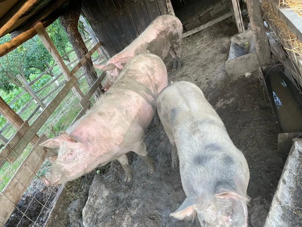 Vand porci si grasuni