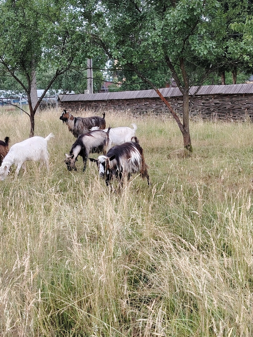 De vânzare țapi localitatea Ocna Sugatag, Maramureș 