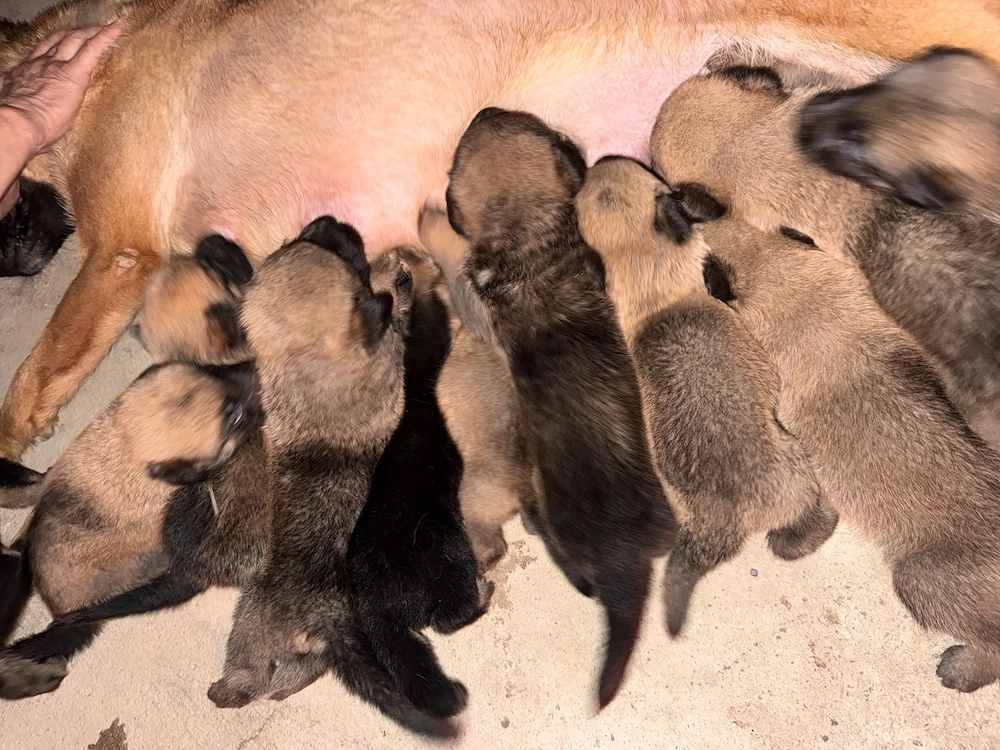 Cuib ciobănesc malinois 