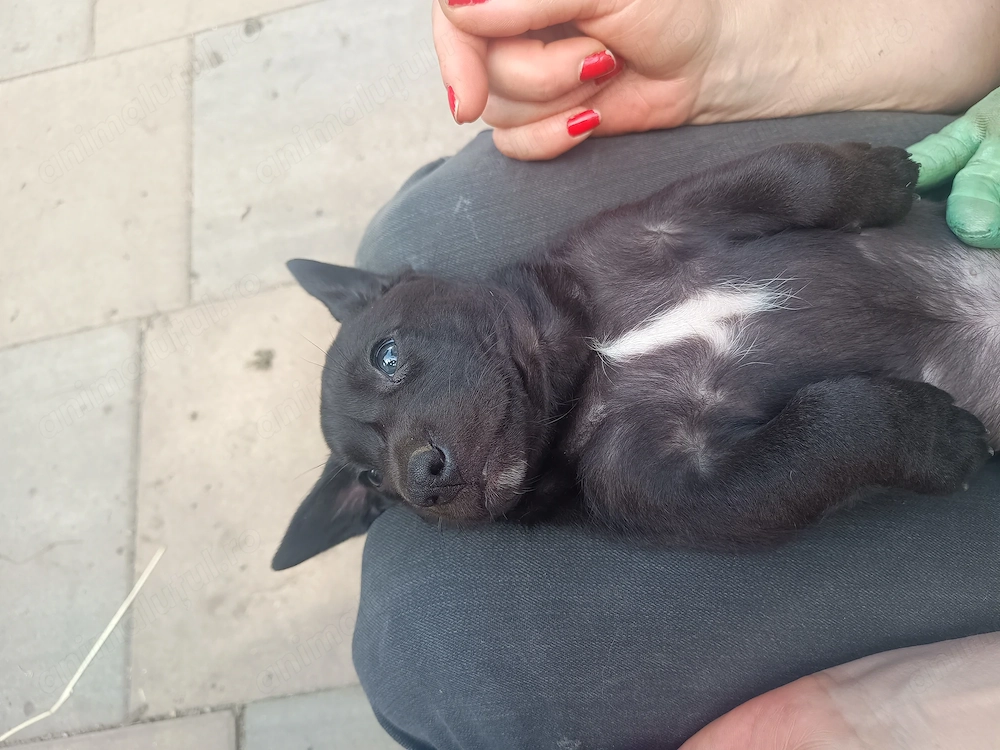 Adopție căței de Tekel cu par scurt