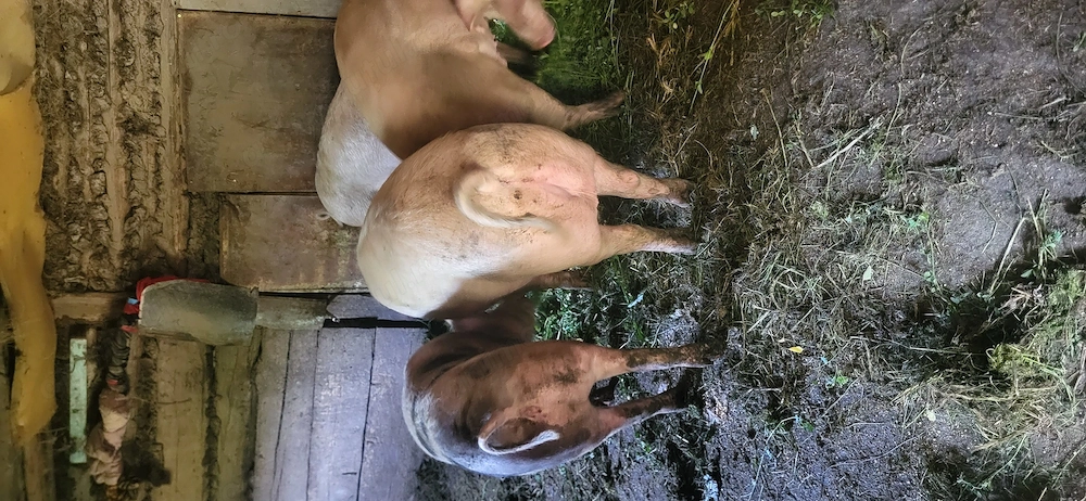 Vand porci 80 150kg 12 lei kg 