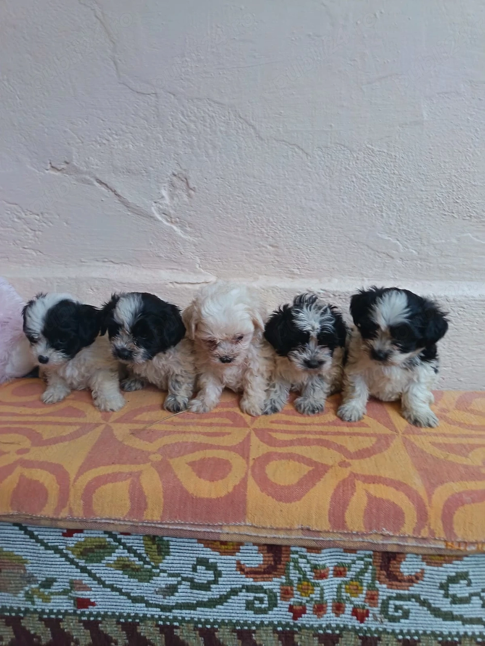 Bichon Maltez talie mica