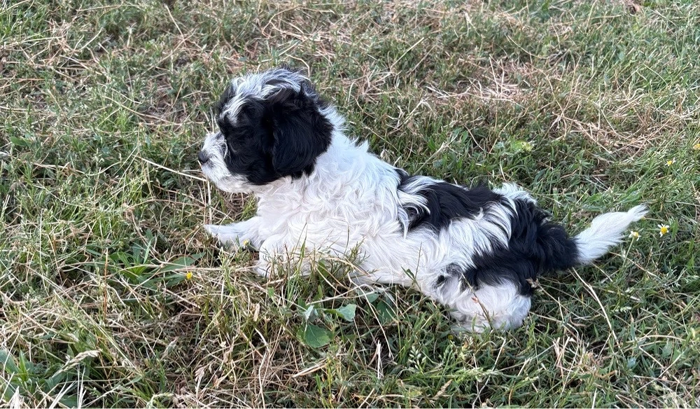 Donez pui bichon 12 saptamani 