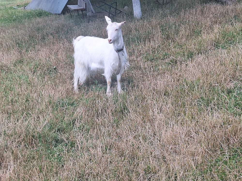Caprita de vanzare