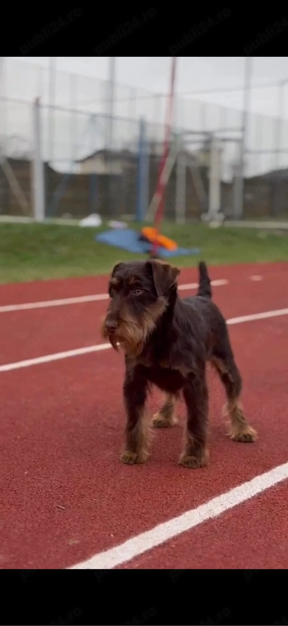 Femela jagd terrier jagdterrier 