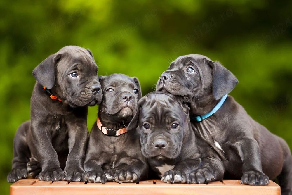 Pui cane carso cu pedigree 