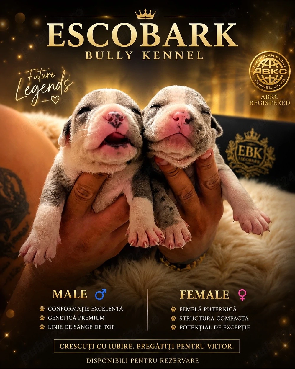 Mascul American Bully XL Merle Blue cu Pedigree linie de sange de top din parinti foarte iubitori