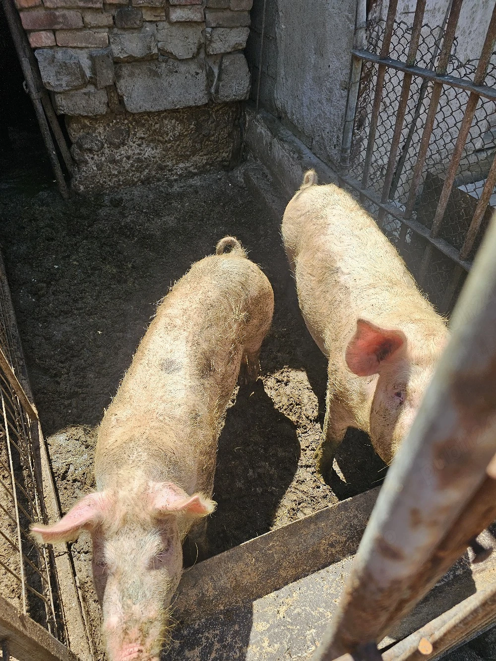 Porci landrace 