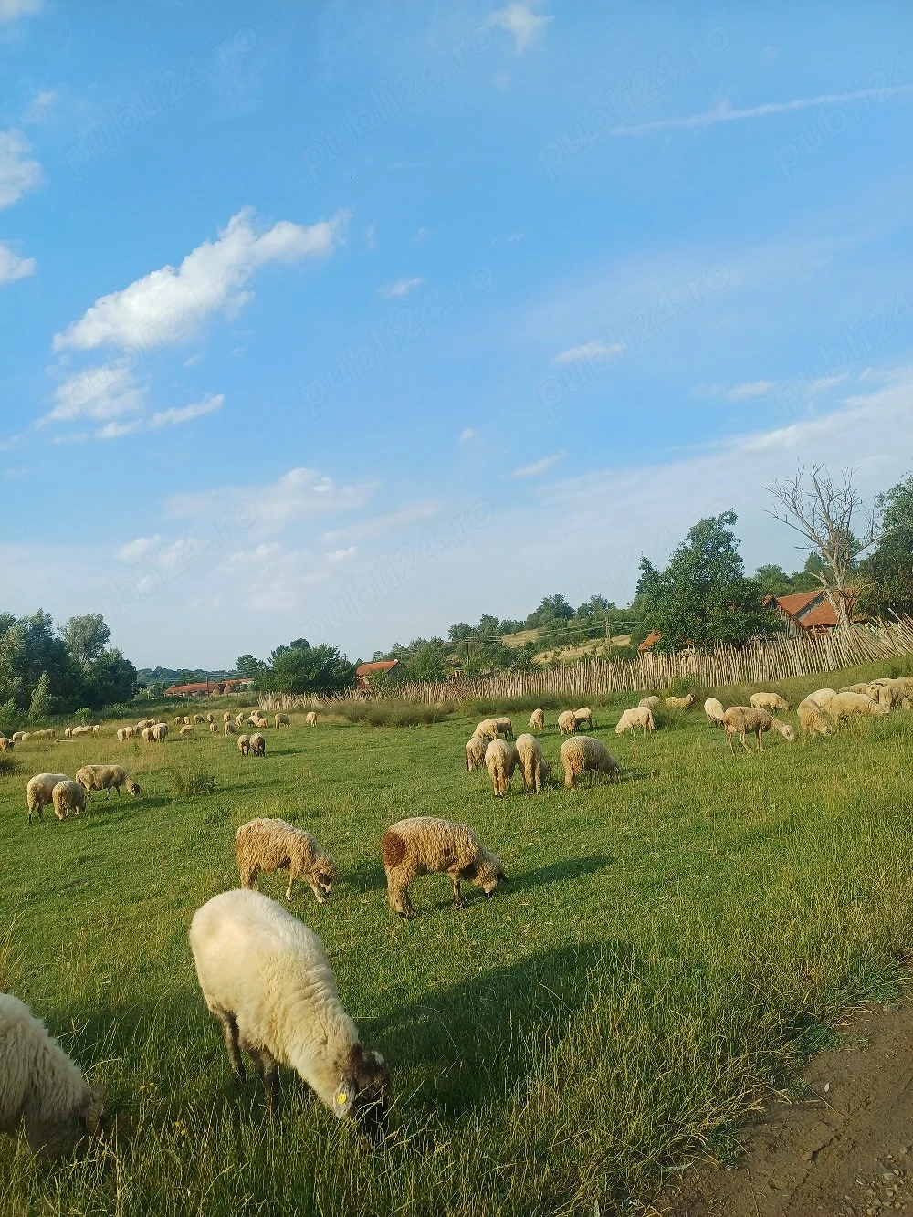 De vânzare oi cu miei langa ele