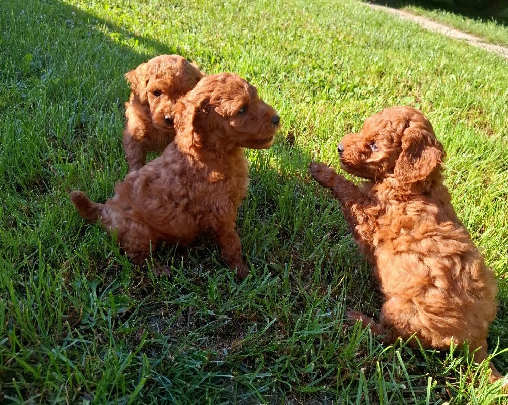 pudel Poodle Transport Gratuit in toata RO