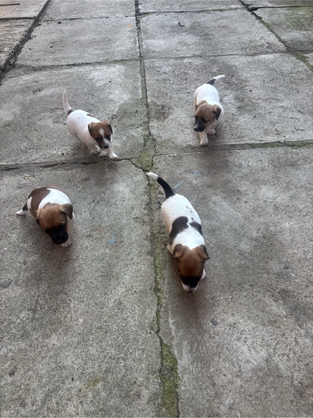 Cățeluși Jack Russell