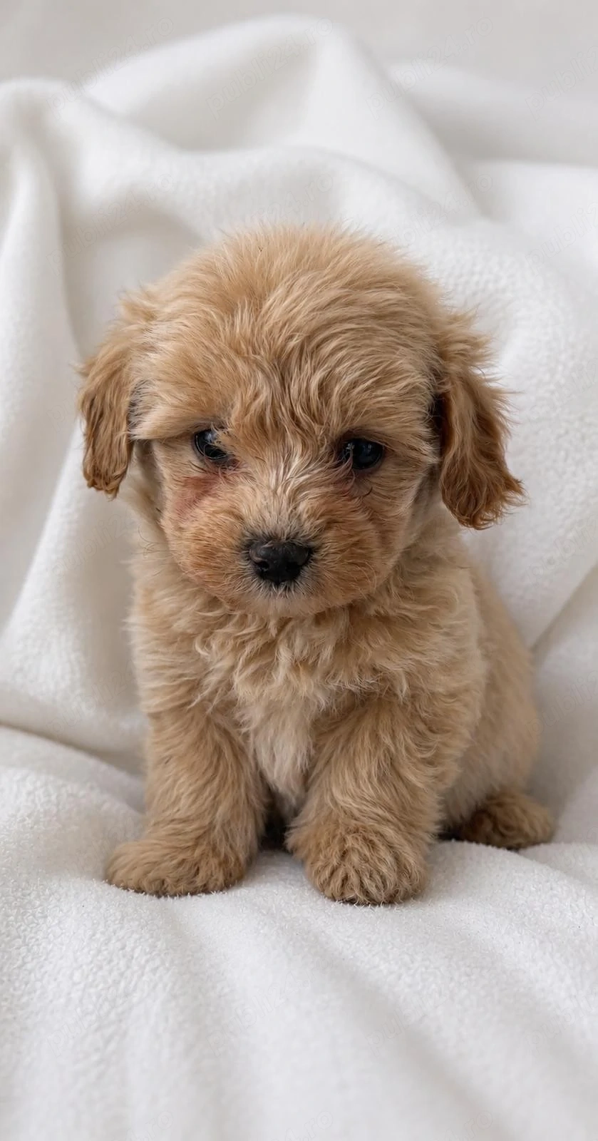 Vând Maltipoo