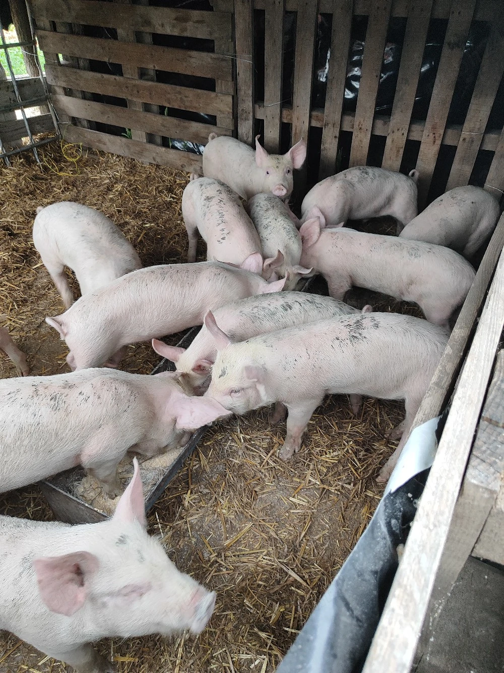 purcei de vinzare 6 săptămâni preț 400 lei bukata negociabil 