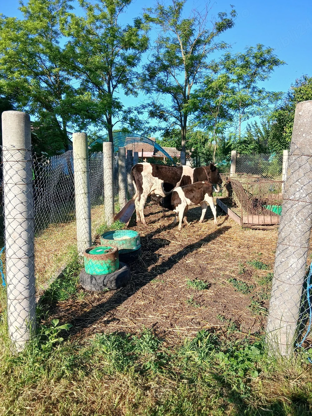 Vaca cu vitel langa ea