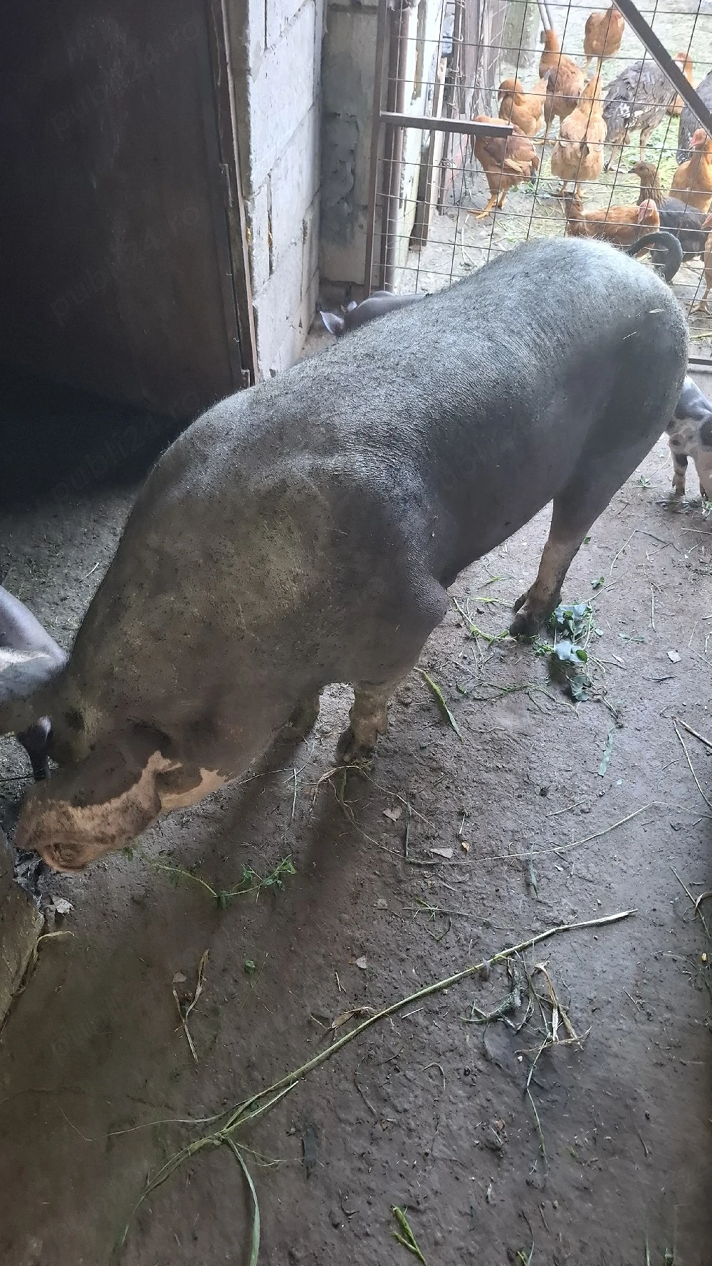 de vinzare scroafa pietran belgian pur cu purcei porci de tăiat purcei 
