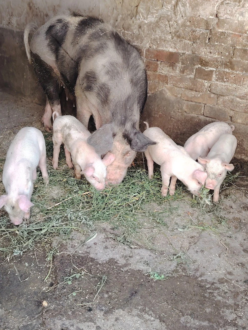 5 purcei disponibilii 