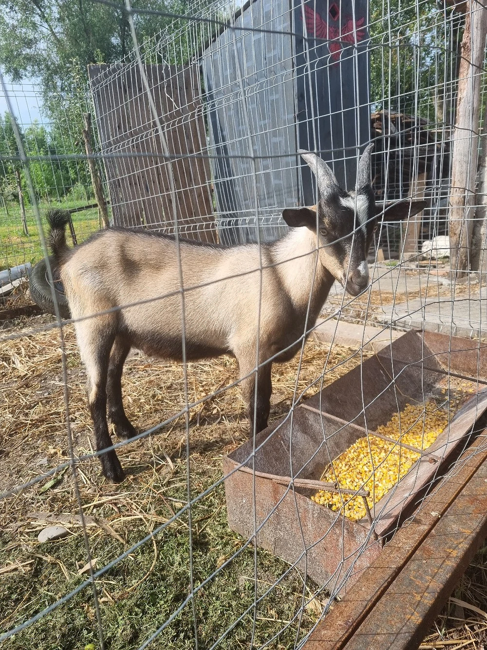 disponibil tapisor 4 luni din mama saanen  tel   jud alba
