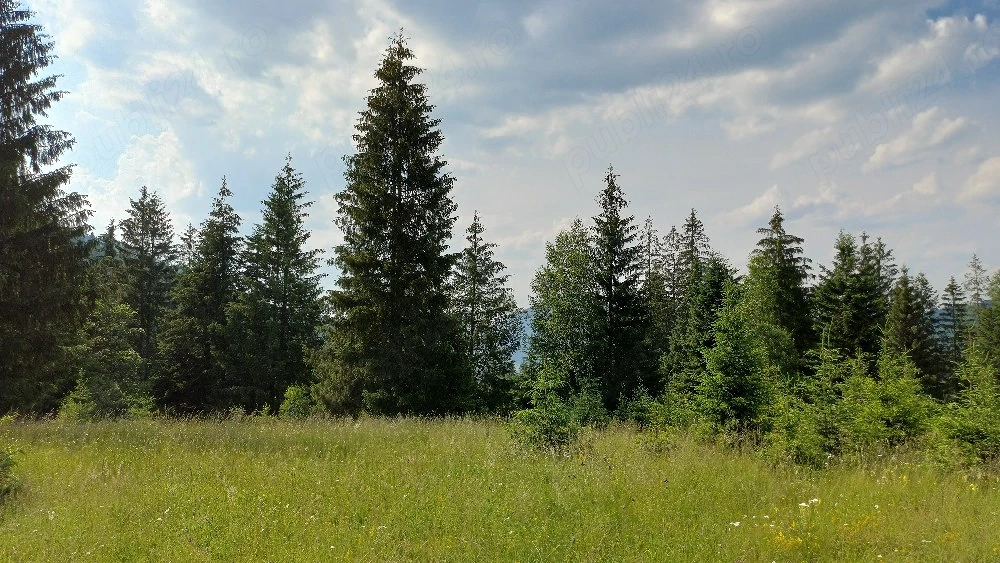 Teren în județul Suceava, comuna Pojorâta   zona Valea Străjerilor