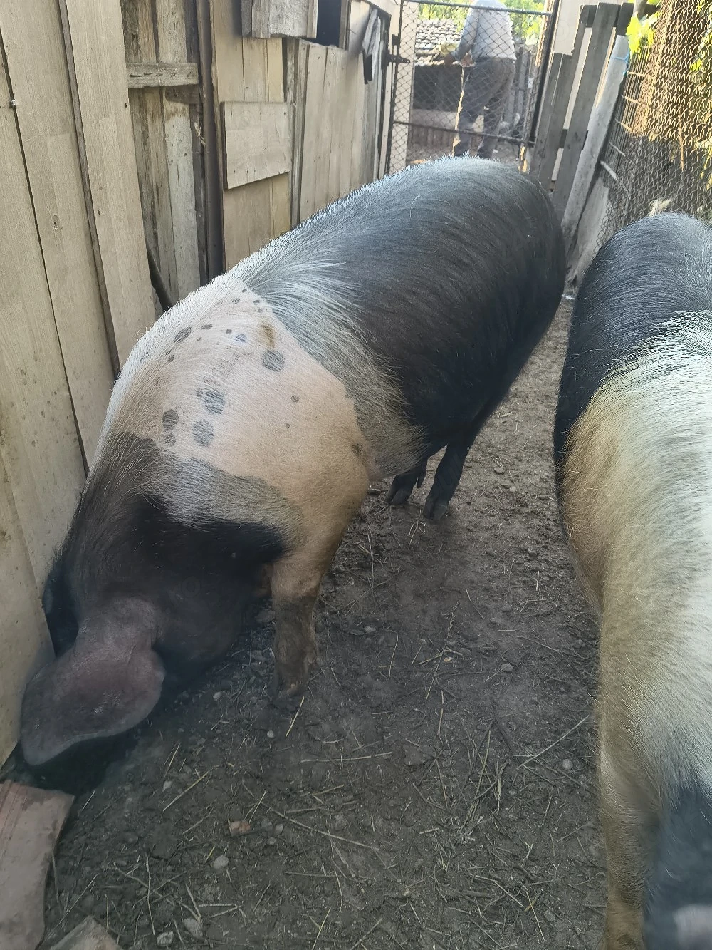 godini și porci de sacrificat caută alt  stăpân 