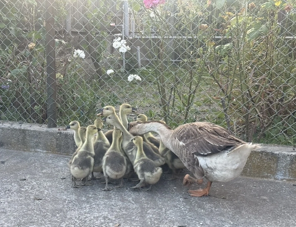 Familie formată dintr-o gâscă cu 15 boboci