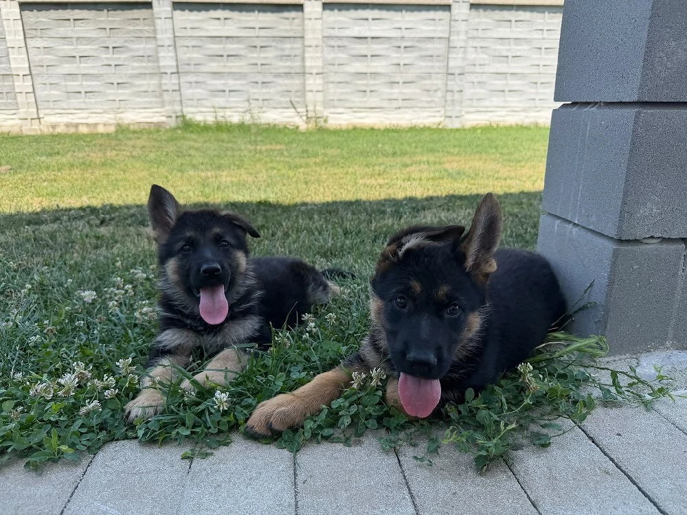 Pui Ciobănesc German