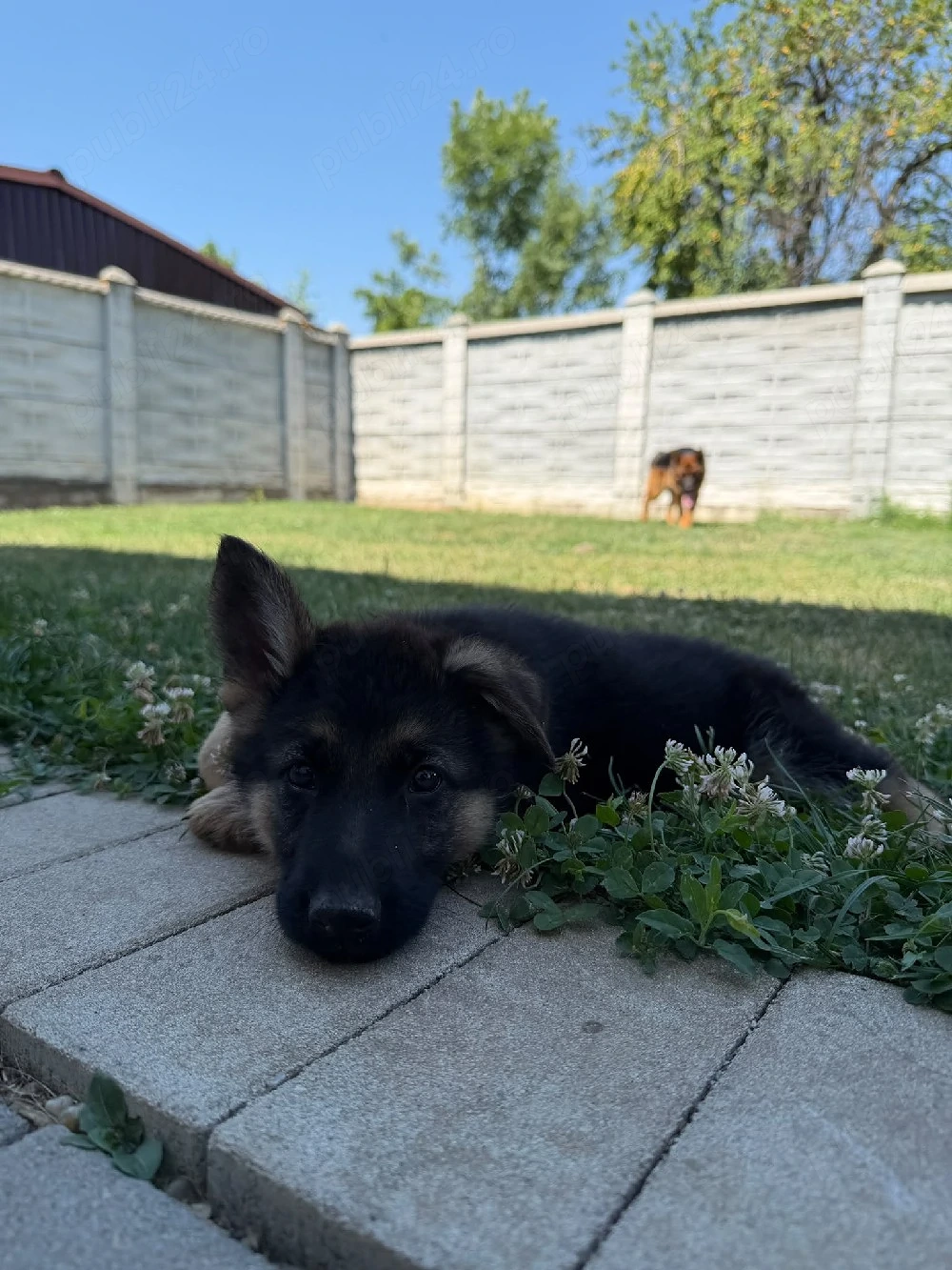 Pui Ciobănesc German