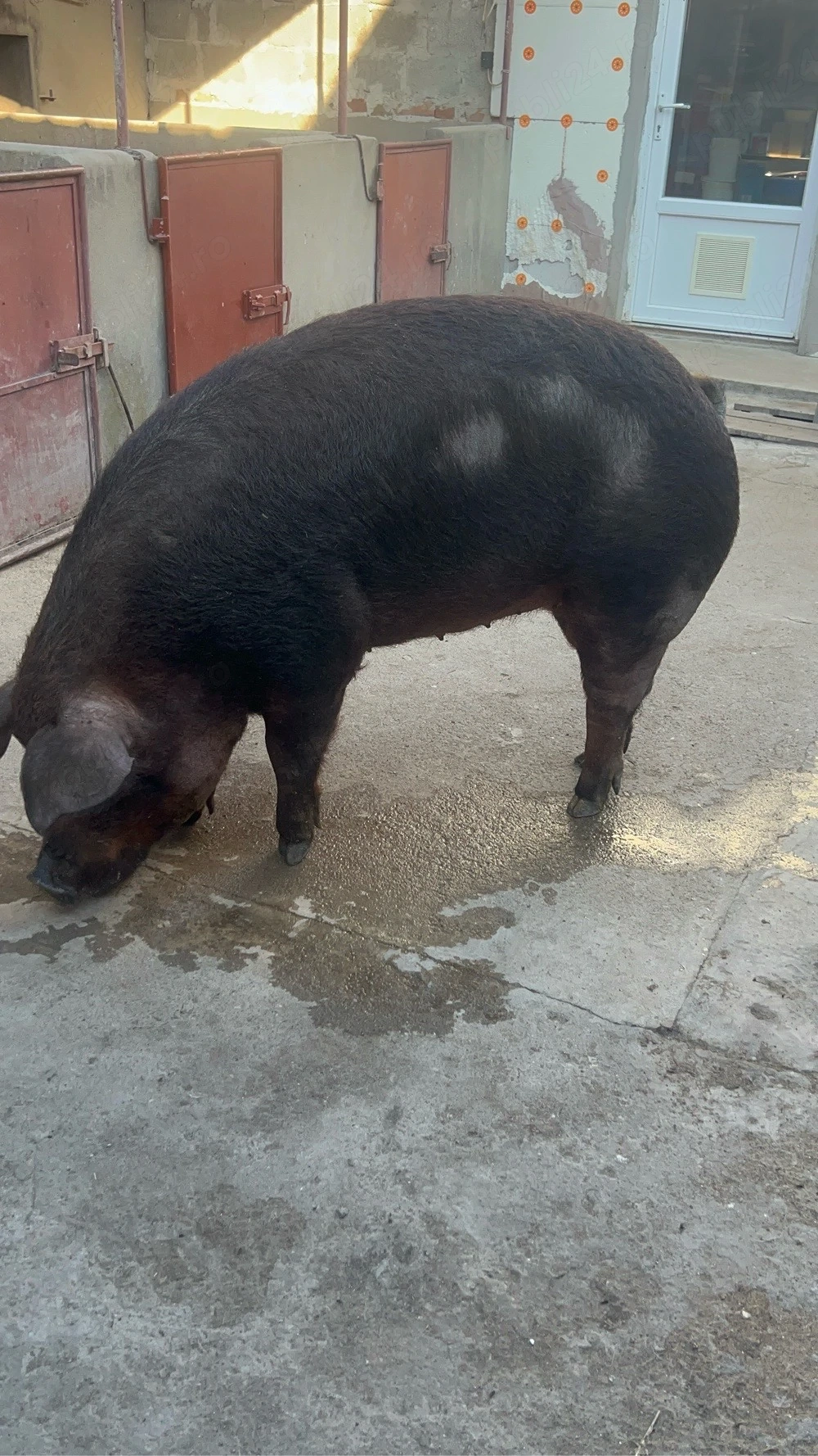 scrofita duroc