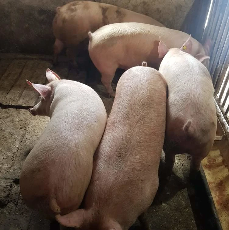 Porci 100-250kile rasă de carne 
