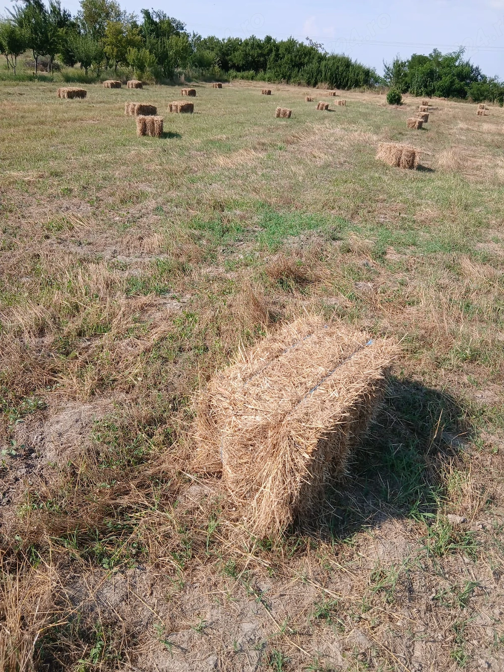 Vând baloți de fân | 65 de baloți