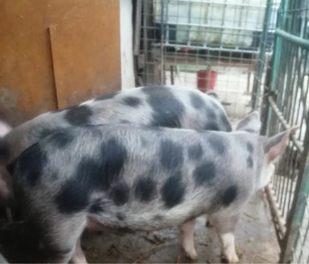 porci rasa pietran  8 luni