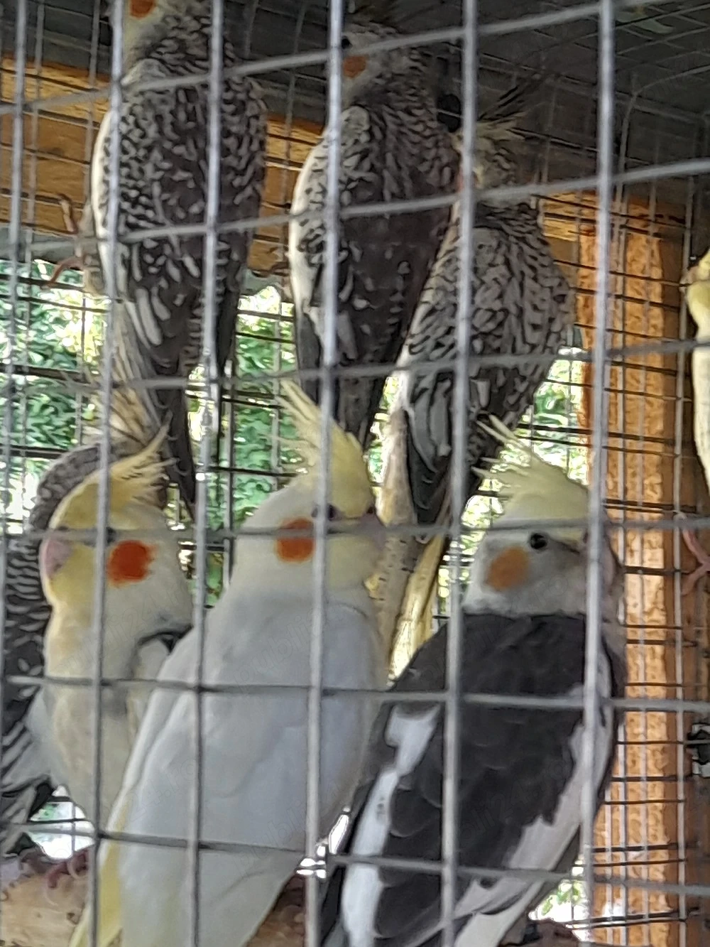 papagali nimfă