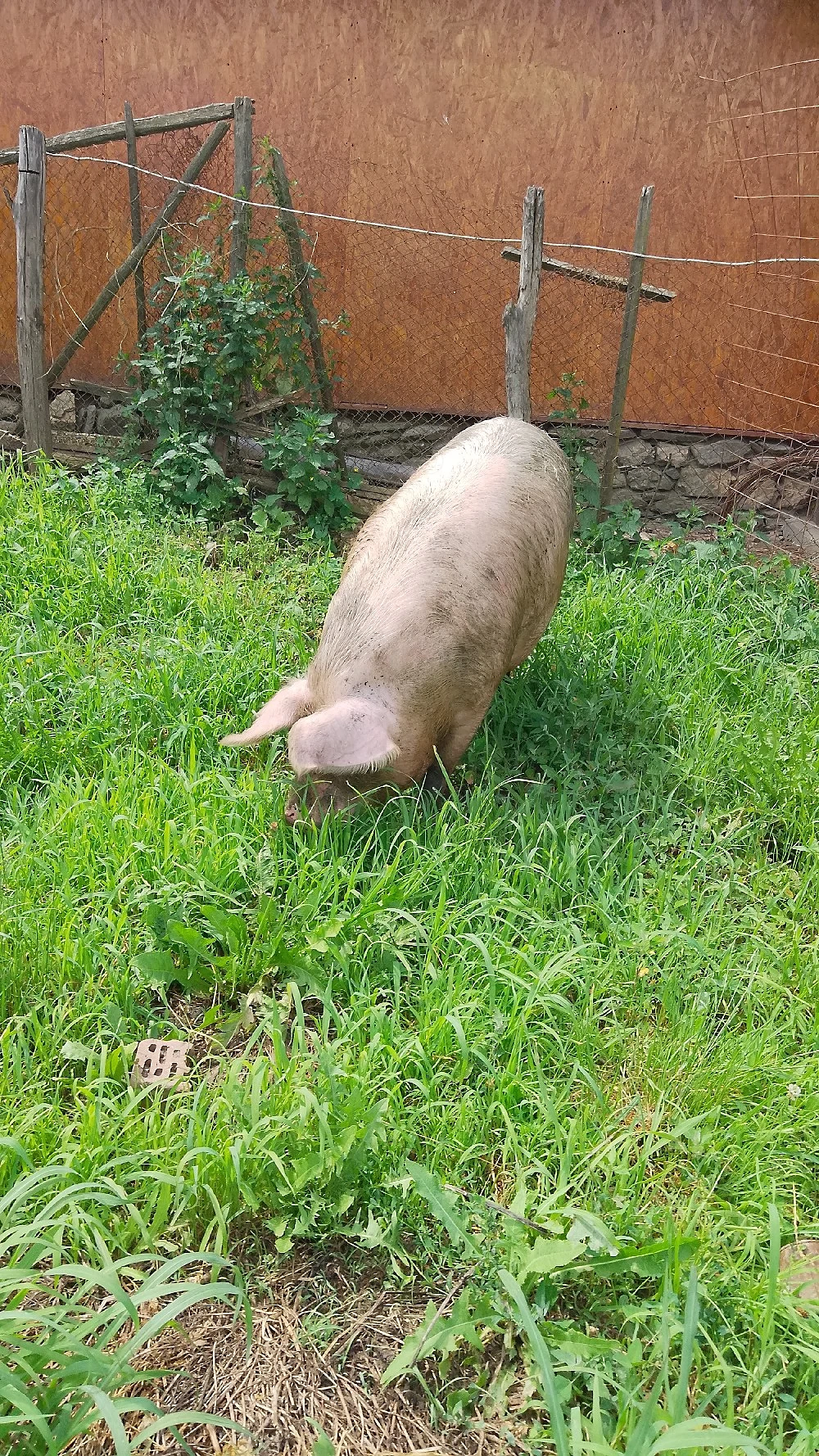 vând porc de tăiat 