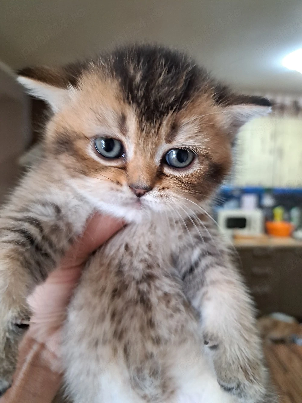 British shorthair golden shaded