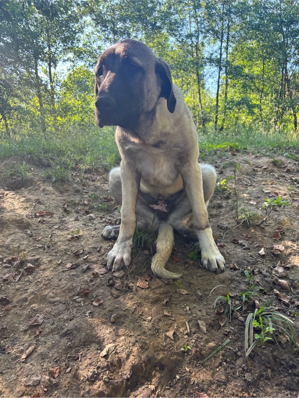femelă malakli cu pedigree 