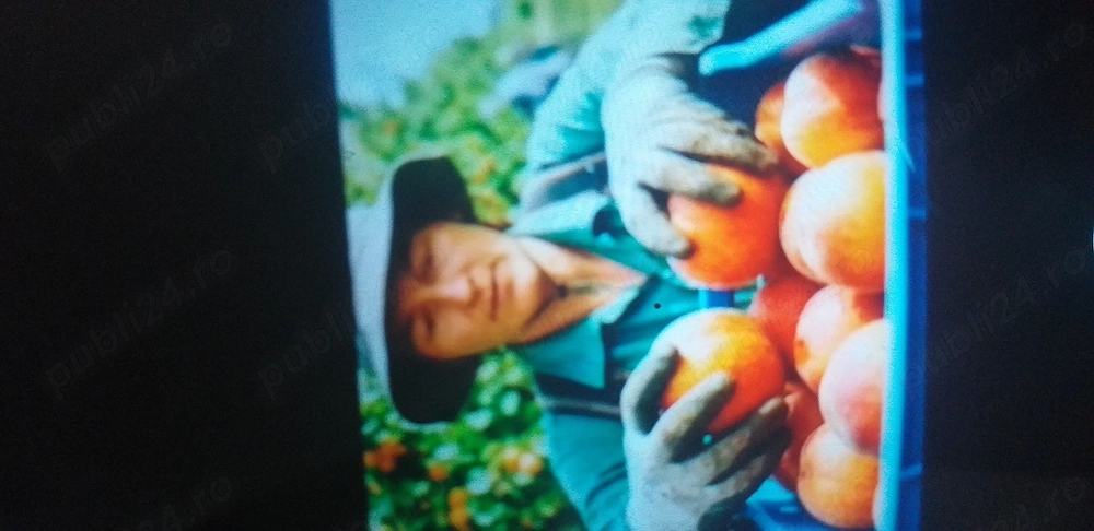 Se caută oameni la munca  in agricultura 