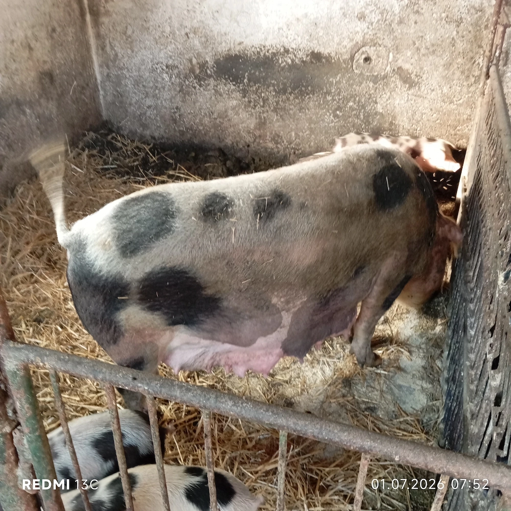 Scroafa cu 7 purcei de 7 săptămâni 
