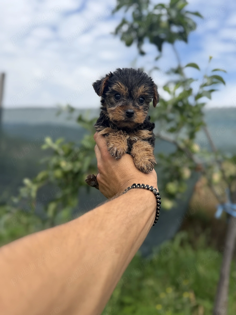 Yorkshire terrier puiuți talie mica