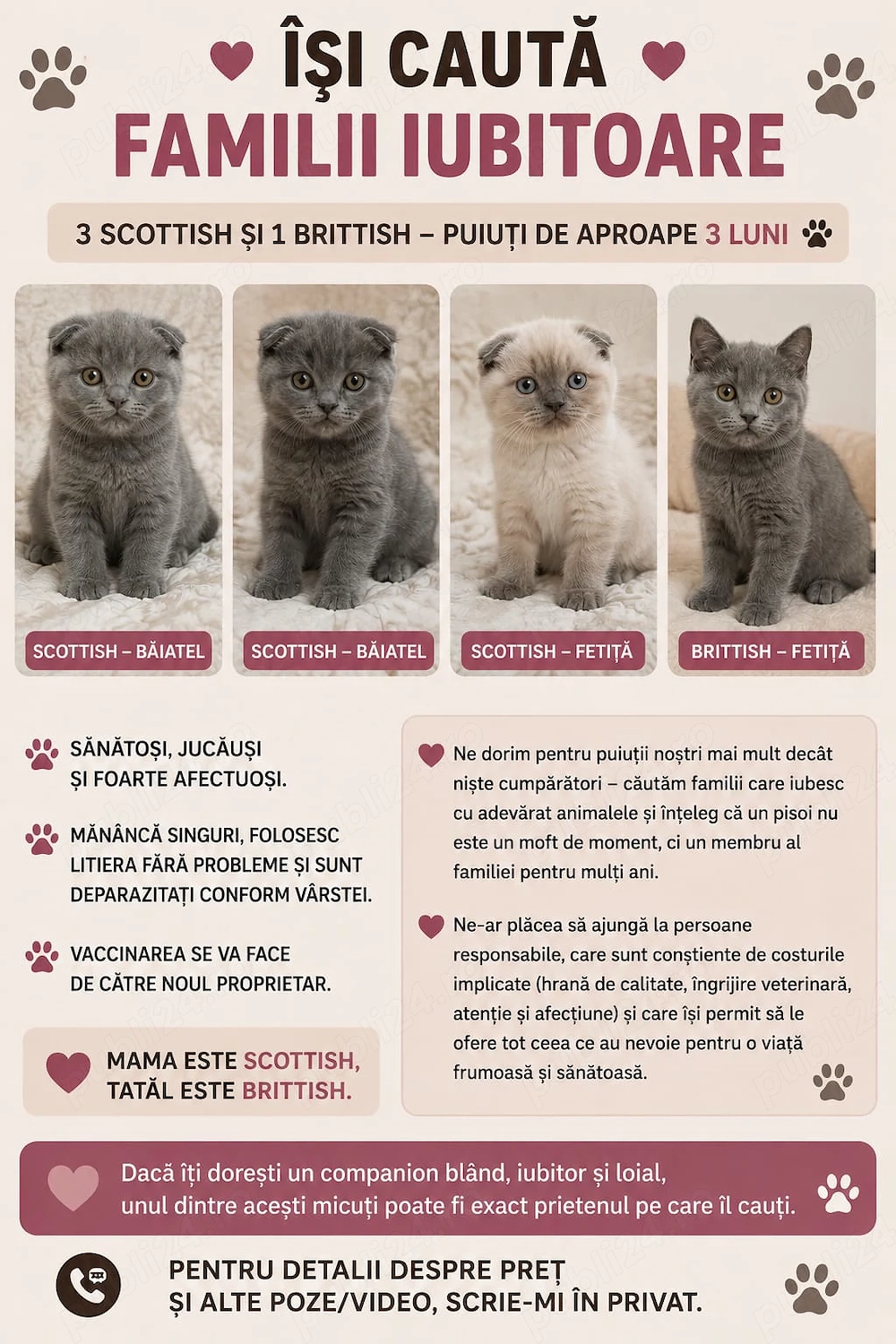Pui de pisică adorabili își caută o familie nouă