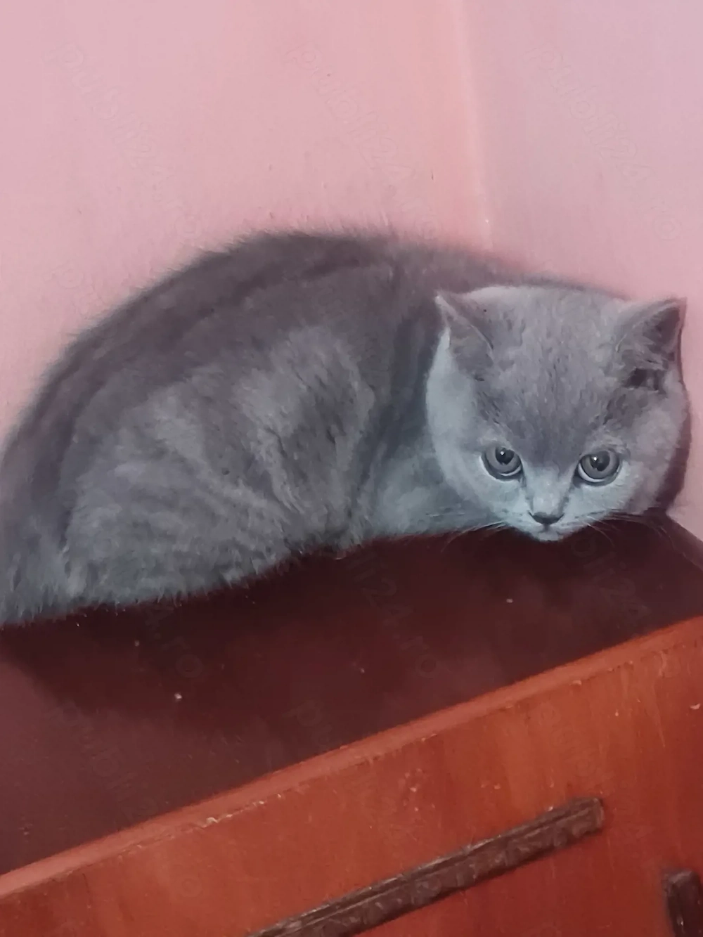 British Shorthair Blue Puiuți, masculi si femele,imediat disponibili 