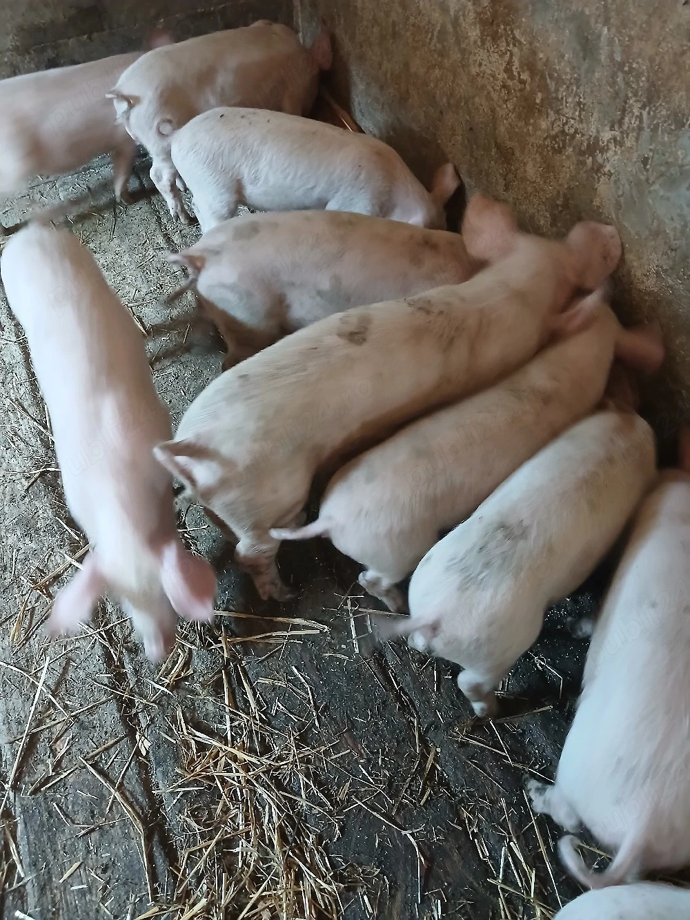 Vind purcei rasa de carne Landras cu Marele Alb 