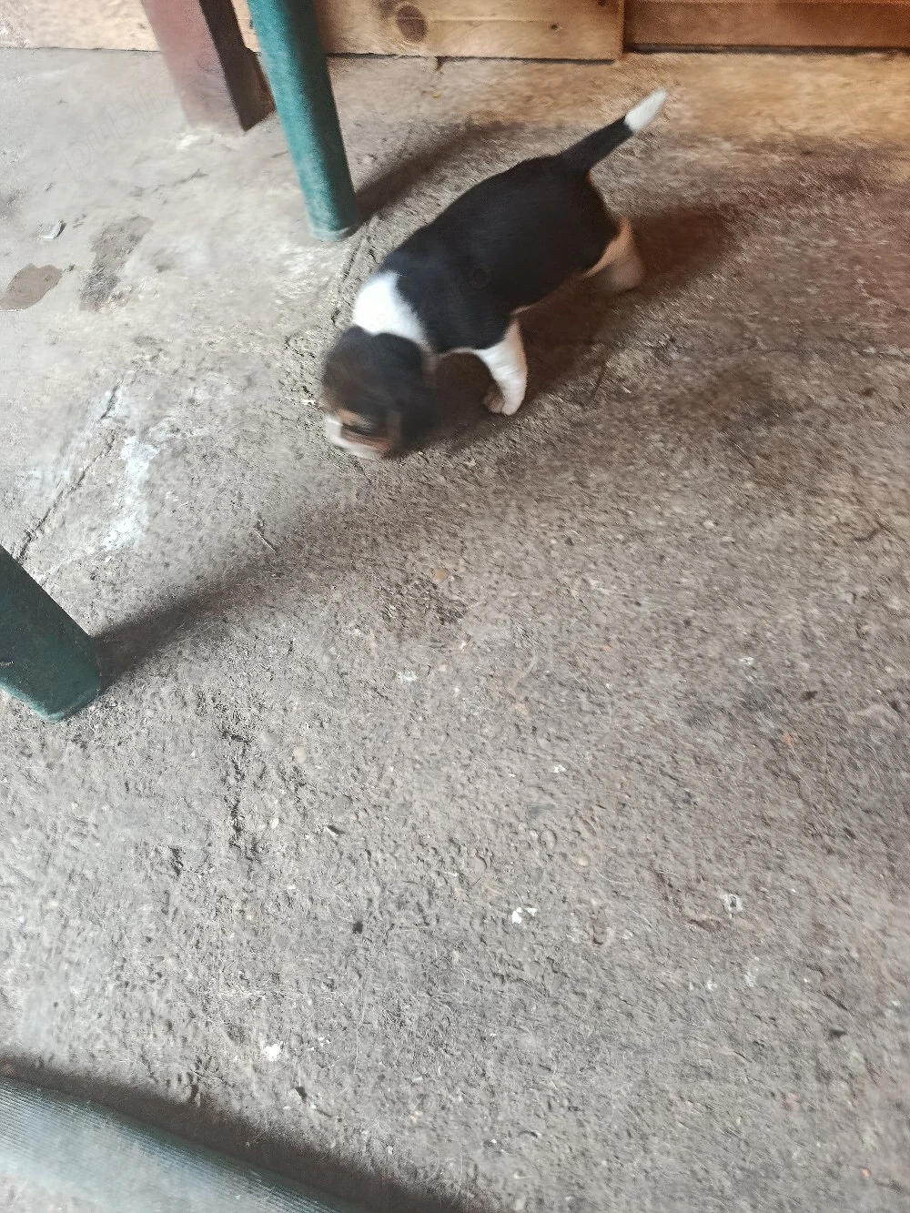 vand catei beagle tricolor