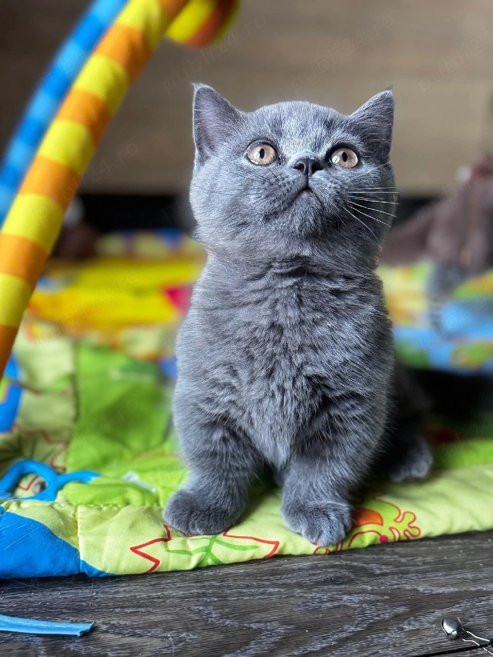 Fetita si baietel british shorthair