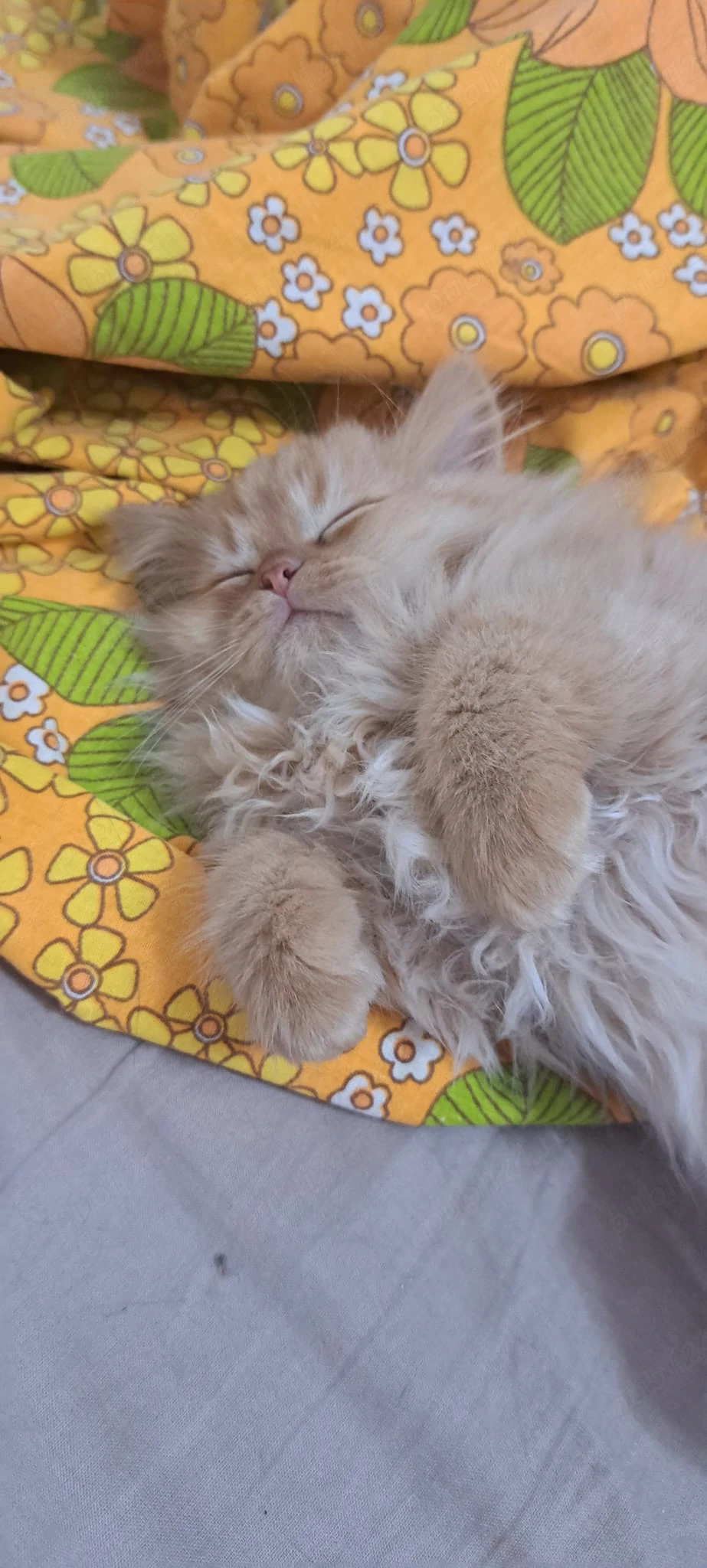 Pui persan portocaliu