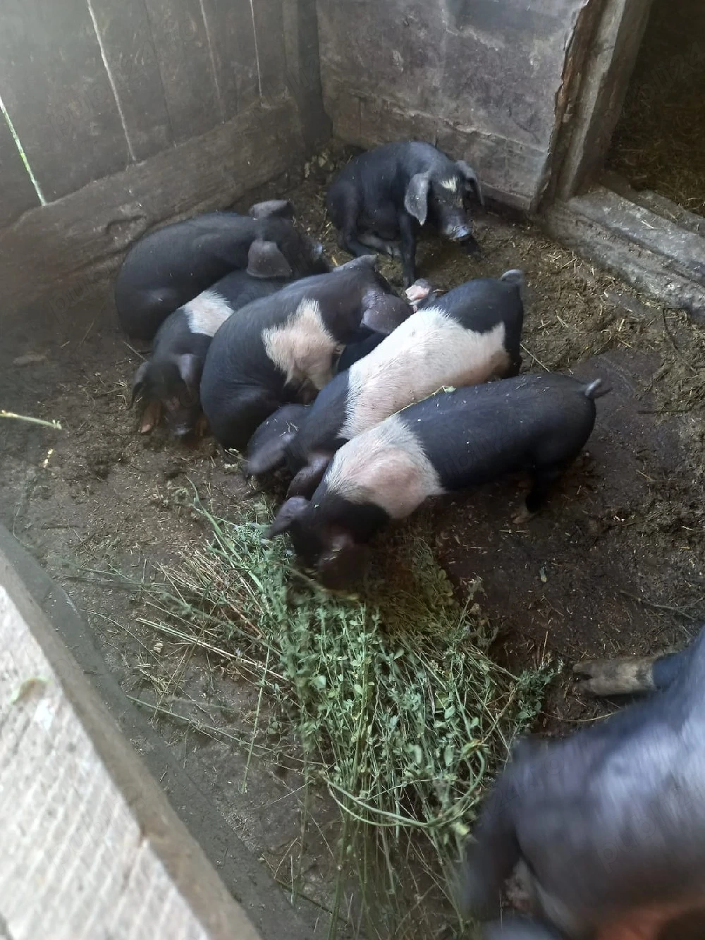 purcelusi rasa bazna