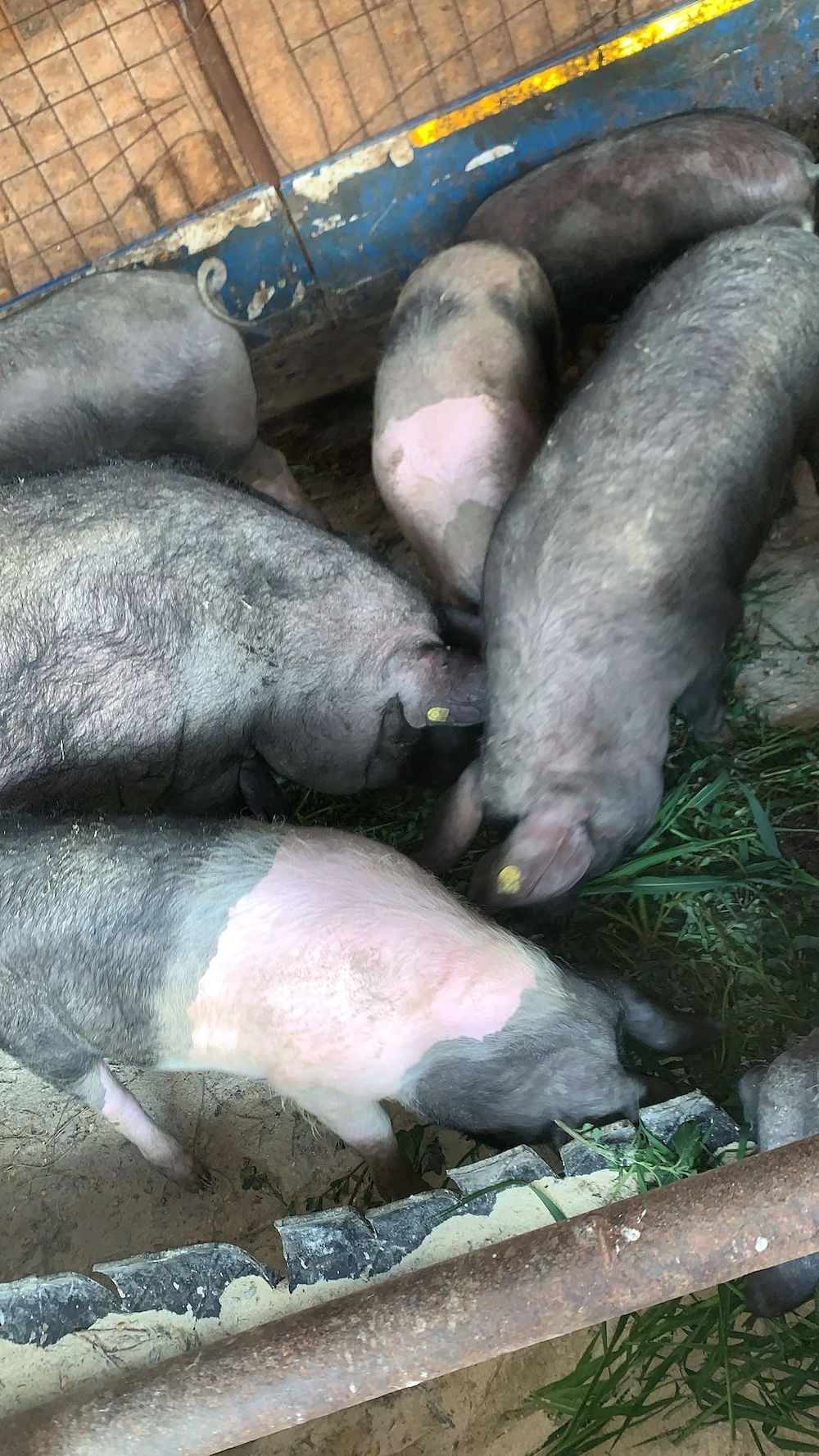 Vând porc porci mari și mici rasa Bazna 