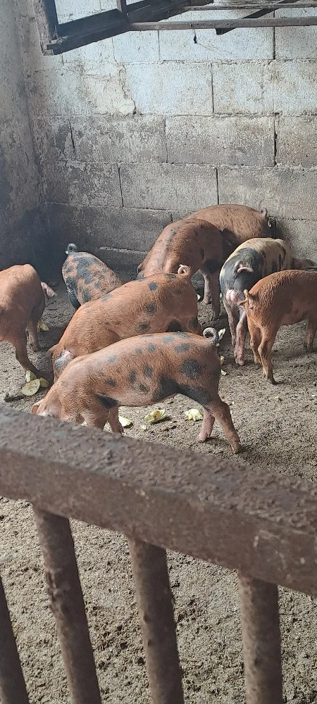 Vînd purcei duroc 10 săptămîni