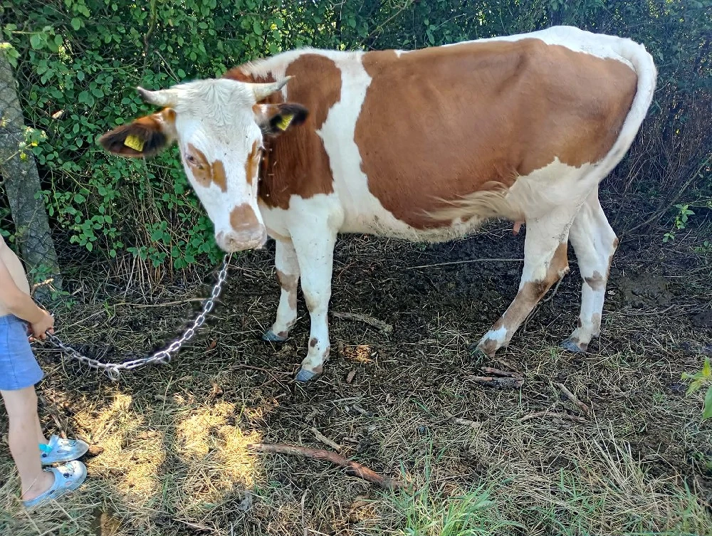 Vand vaca la prima fatare 