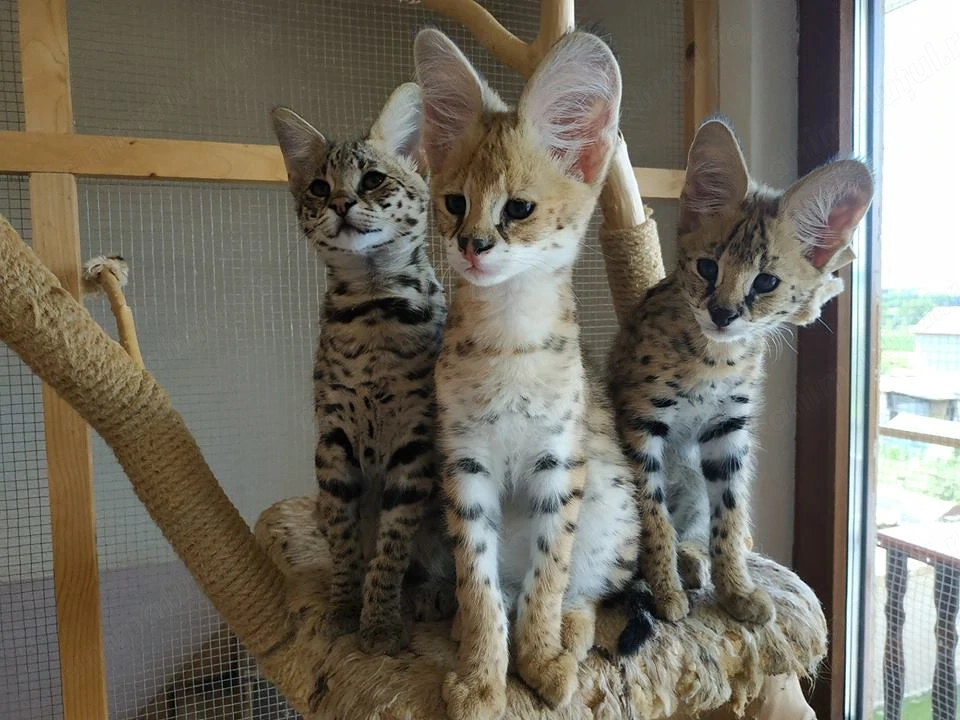Pisici Serval și Savannah