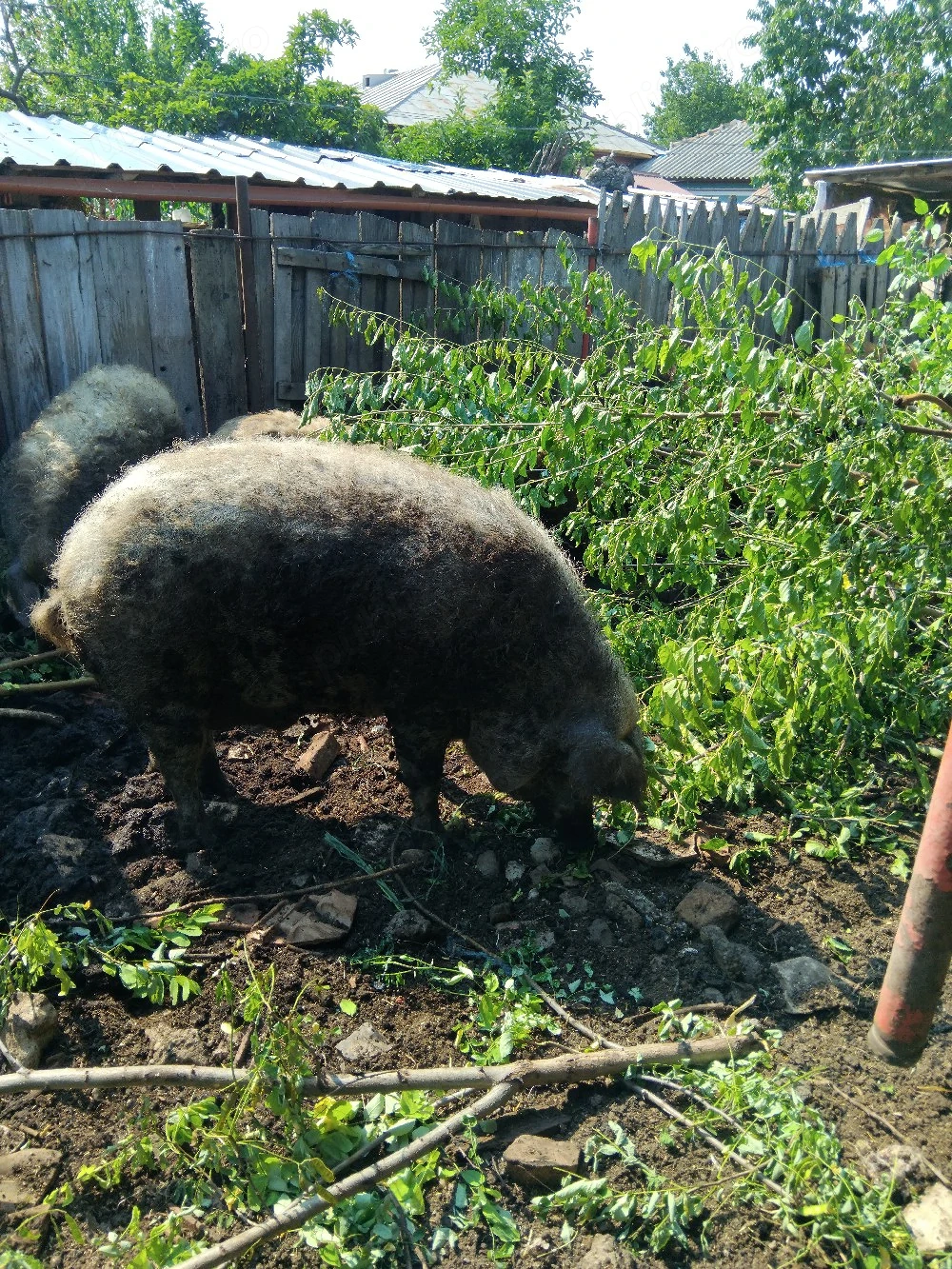 porc mangalița  pt sacrificat