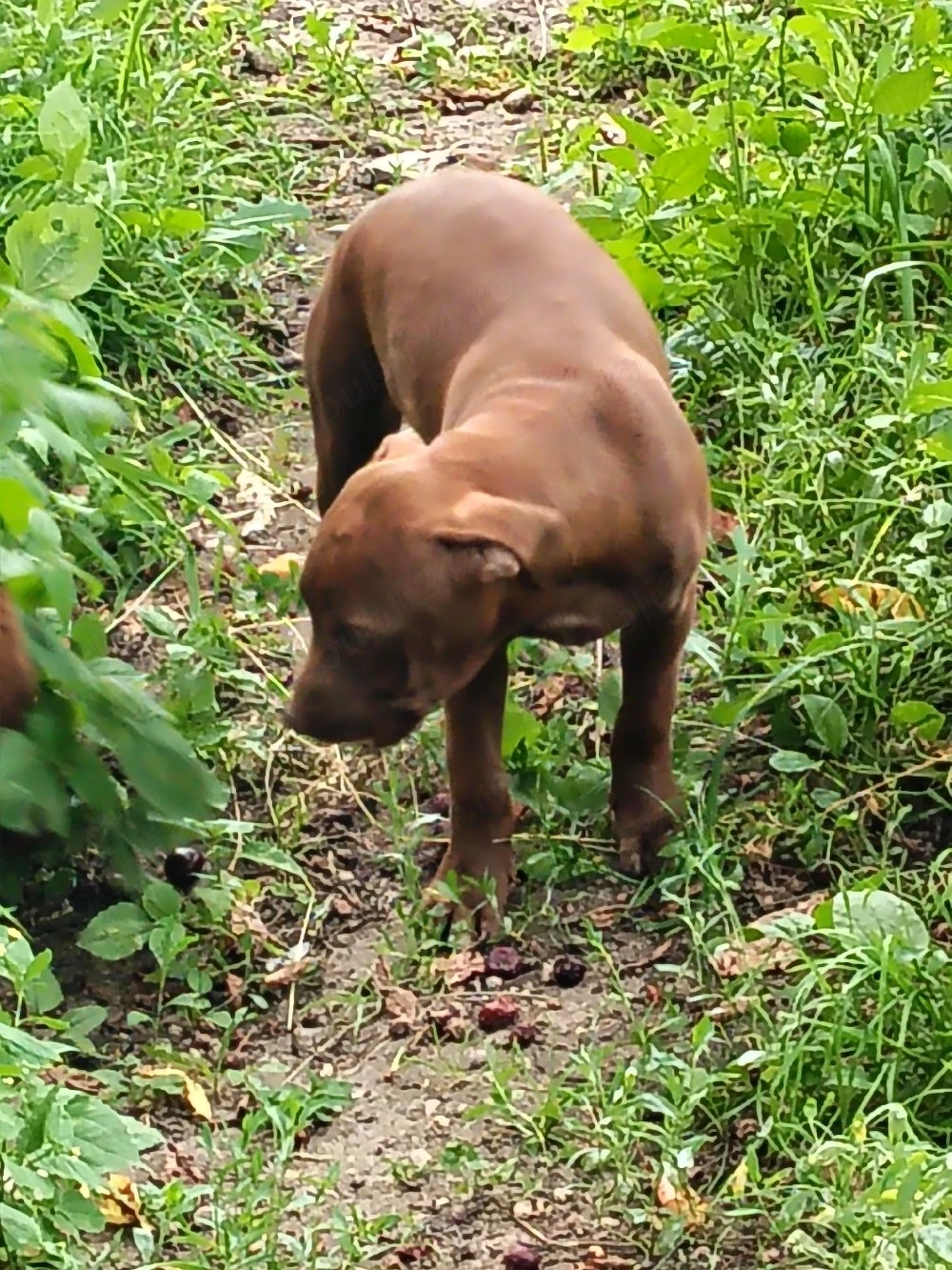 femelă rednose